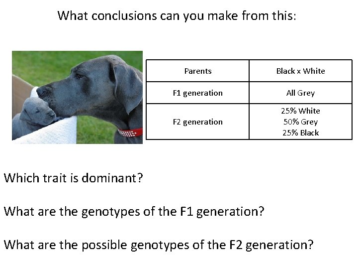 What conclusions can you make from this: Parents Black x White F 1 generation