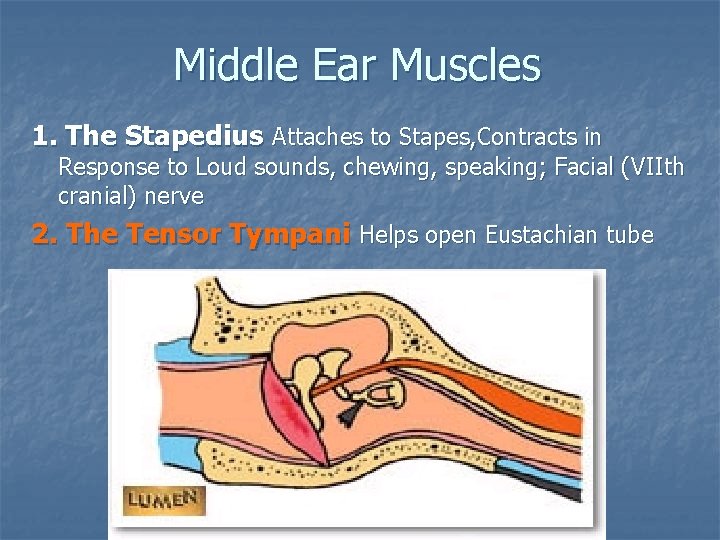 Middle Ear Muscles 1. The Stapedius Attaches to Stapes, Contracts in Response to Loud