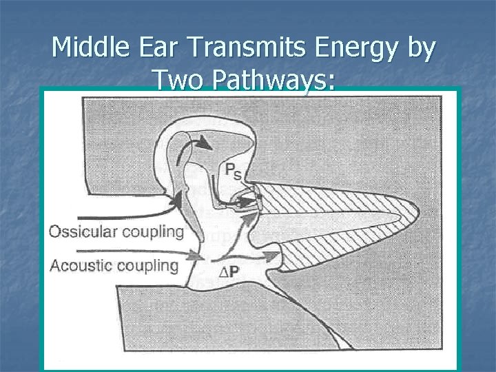Middle Ear Transmits Energy by Two Pathways: 