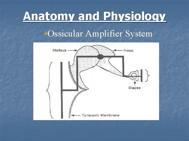 Anatomy and Physiology • Ossicular Amplifier System 