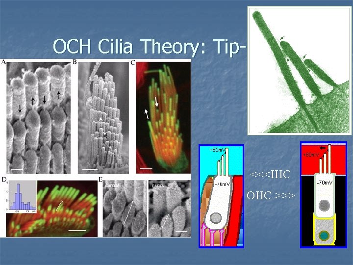 OCH Cilia Theory: Tip-links <<<IHC OHC >>> 