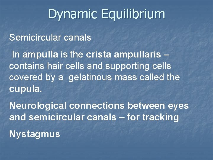 Dynamic Equilibrium Semicircular canals In ampulla is the crista ampullaris – contains hair cells