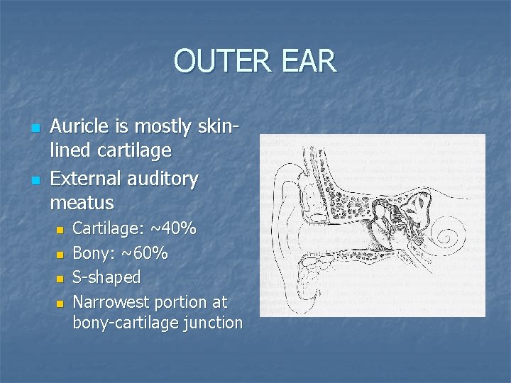 OUTER EAR n n Auricle is mostly skinlined cartilage External auditory meatus n n