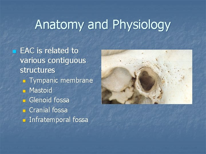 Anatomy and Physiology n EAC is related to various contiguous structures n n n