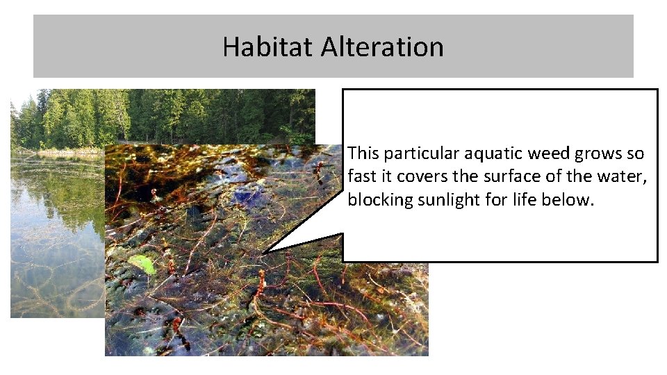 Habitat Alteration This particular aquatic weed grows so fast it covers the surface of