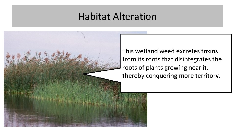 Habitat Alteration This wetland weed excretes toxins from its roots that disintegrates the roots