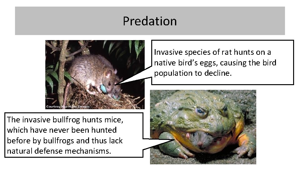 Predation Invasive species of rat hunts on a native bird’s eggs, causing the bird