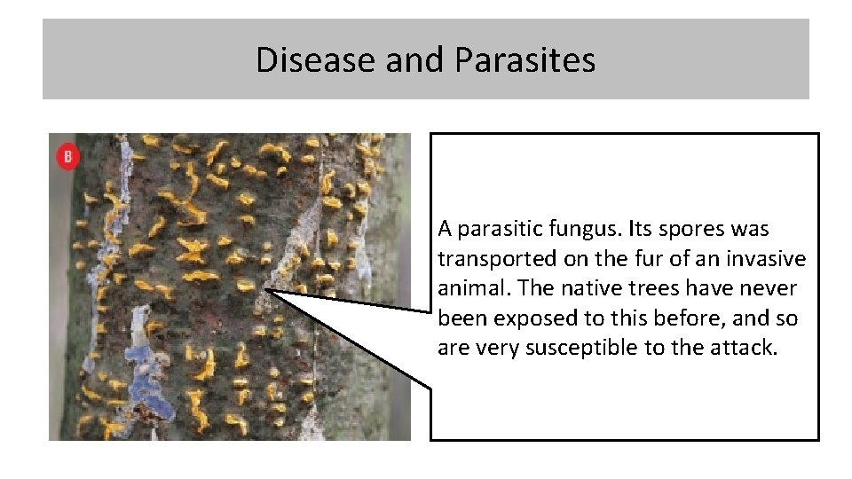 Disease and Parasites A parasitic fungus. Its spores was transported on the fur of