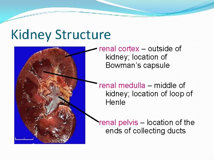 Kidney Structure renal cortex – outside of kidney; location of Bowman’s capsule renal medulla