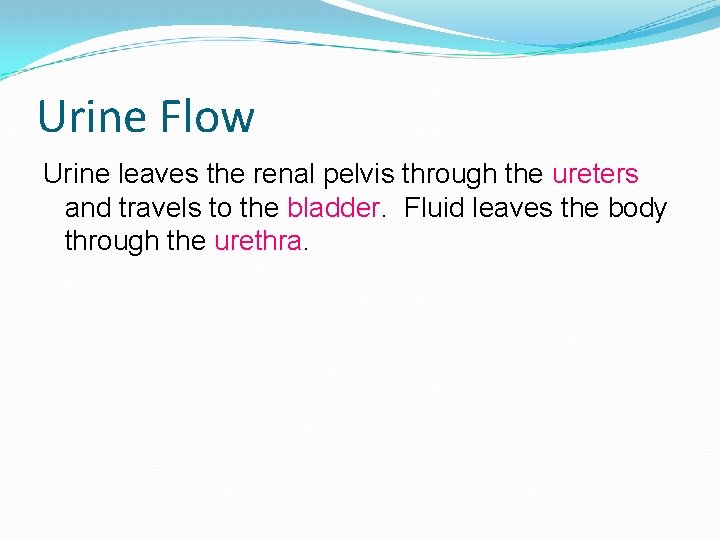 Urine Flow Urine leaves the renal pelvis through the ureters and travels to the