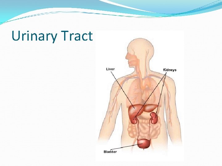 Urinary Tract 