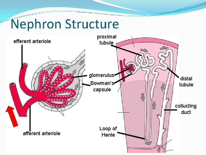 Nephron Structure efferent arteriole proximal tubule glomerulus Bowman’s capsule distal tubule collucting duct afferent