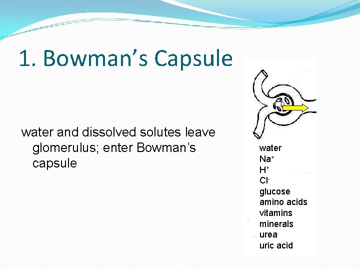 1. Bowman’s Capsule water and dissolved solutes leave glomerulus; enter Bowman’s capsule water Na+