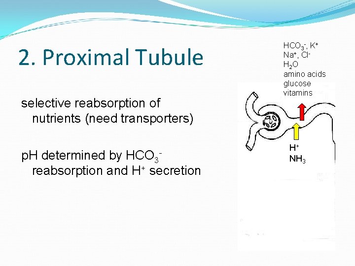 2. Proximal Tubule selective reabsorption of nutrients (need transporters) p. H determined by HCO