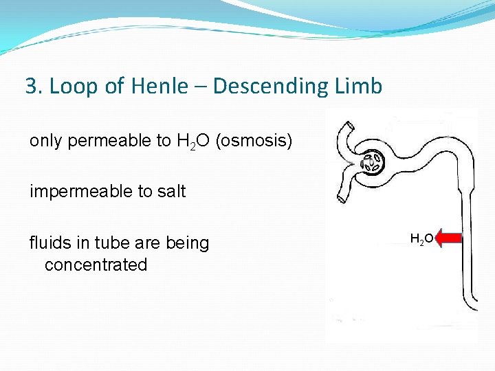 3. Loop of Henle – Descending Limb only permeable to H 2 O (osmosis)