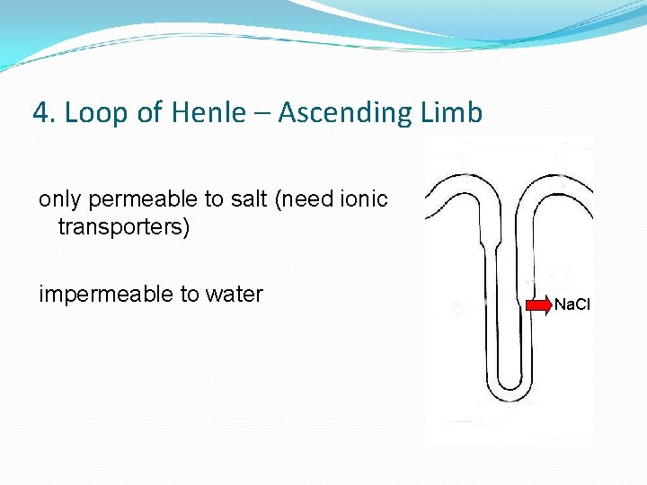 4. Loop of Henle – Ascending Limb only permeable to salt (need ionic transporters)