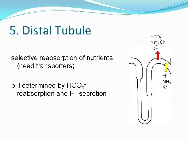 5. Distal Tubule HCO 3 Na+, Cl. H 2 O selective reabsorption of nutrients