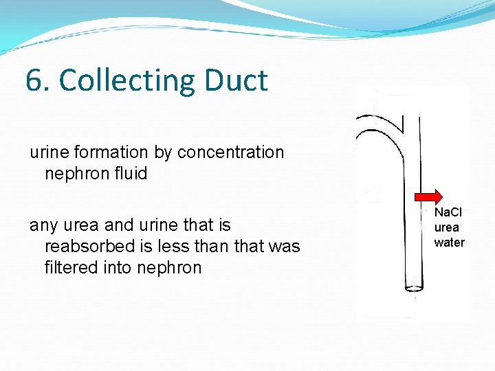 6. Collecting Duct urine formation by concentration nephron fluid any urea and urine that