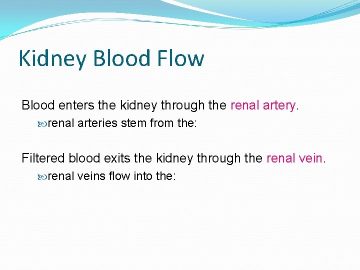 Kidney Blood Flow Blood enters the kidney through the renal artery. renal arteries stem