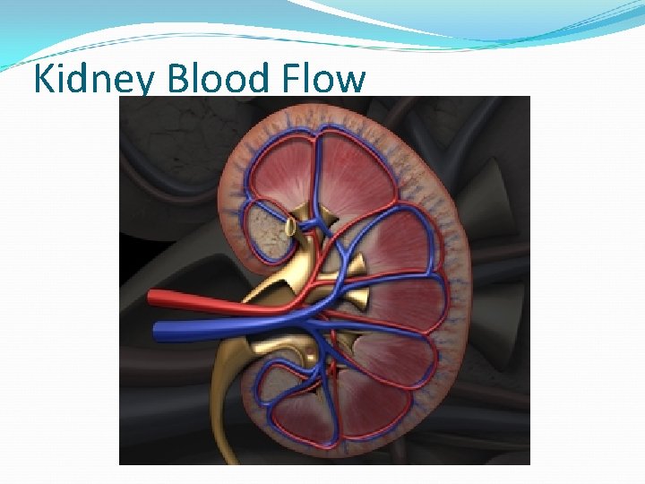 Kidney Blood Flow 