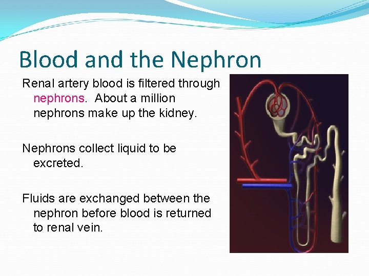 Blood and the Nephron Renal artery blood is filtered through nephrons. About a million