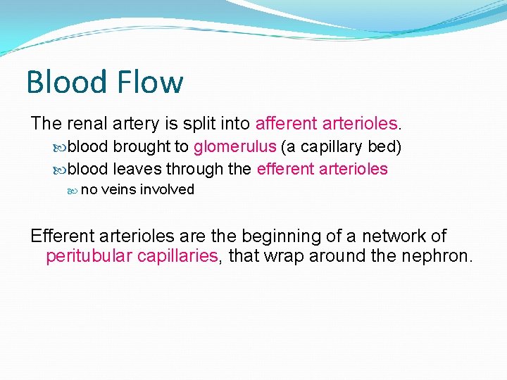 Blood Flow The renal artery is split into afferent arterioles. blood brought to glomerulus