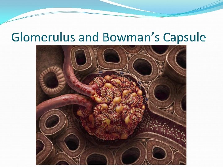 Glomerulus and Bowman’s Capsule 