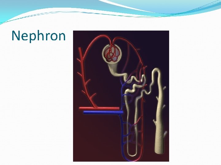 Nephron 