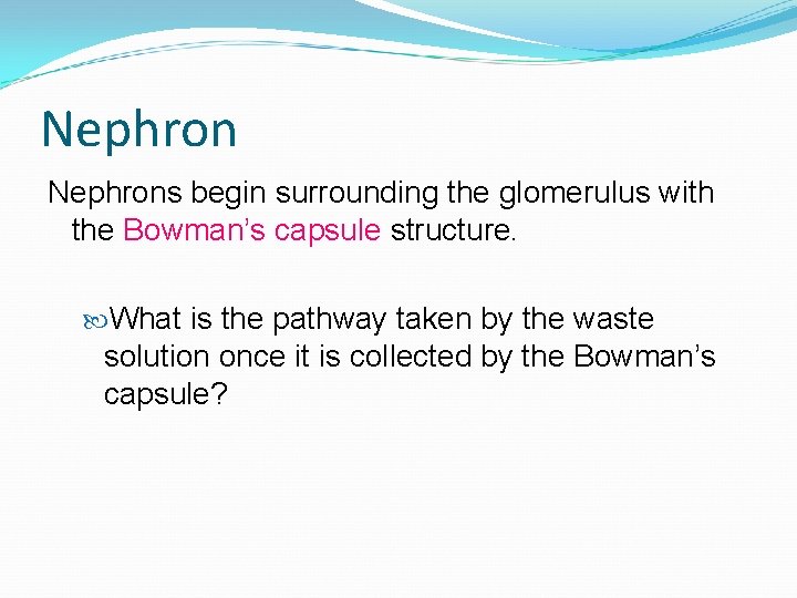 Nephrons begin surrounding the glomerulus with the Bowman’s capsule structure. What is the pathway