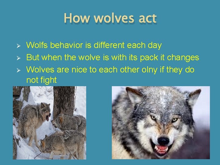 How wolves act Ø Ø Ø Wolfs behavior is different each day But when