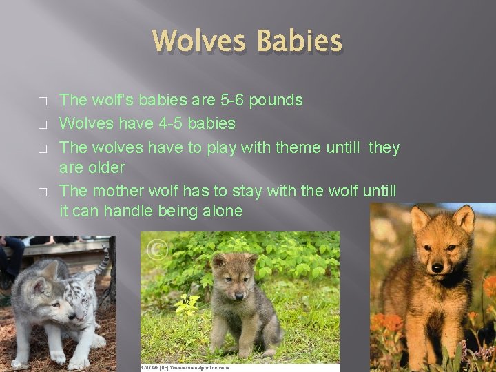 Wolves Babies � � The wolf’s babies are 5 -6 pounds Wolves have 4