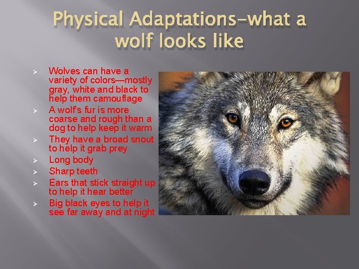 Physical Adaptations-what a wolf looks like Ø Ø Ø Ø Wolves can have a