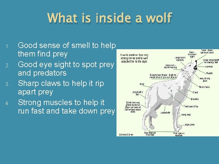 What is inside a wolf 1. 2. 3. 4. Good sense of smell to