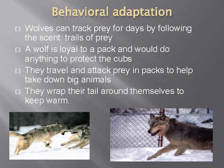 Behavioral adaptation � � Wolves can track prey for days by following the scent