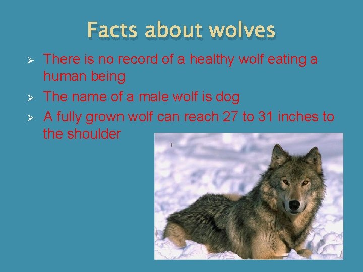 Facts about wolves Ø Ø Ø There is no record of a healthy wolf