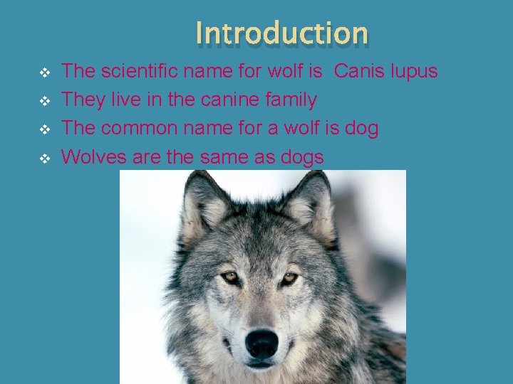 Introduction v v The scientific name for wolf is Canis lupus They live in