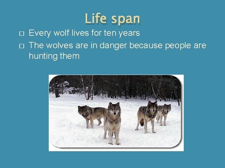 Life span � � Every wolf lives for ten years The wolves are in