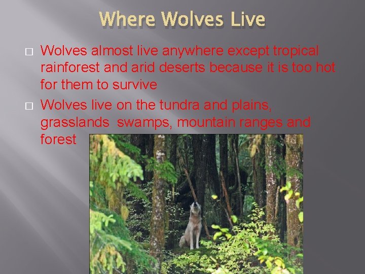 Where Wolves Live � � Wolves almost live anywhere except tropical rainforest and arid