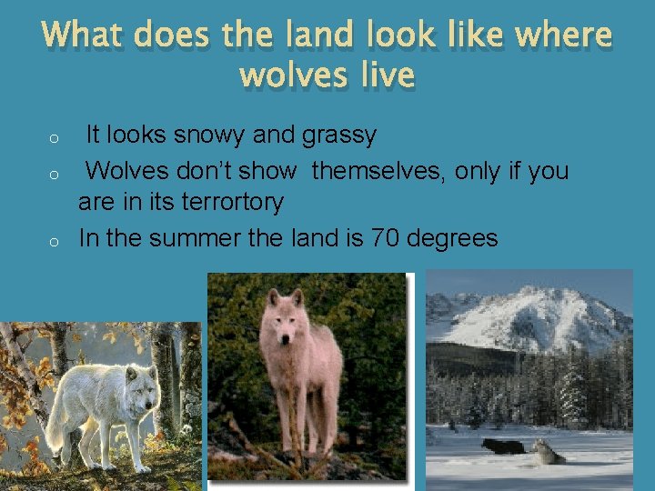 What does the land look like where wolves live o o o It looks