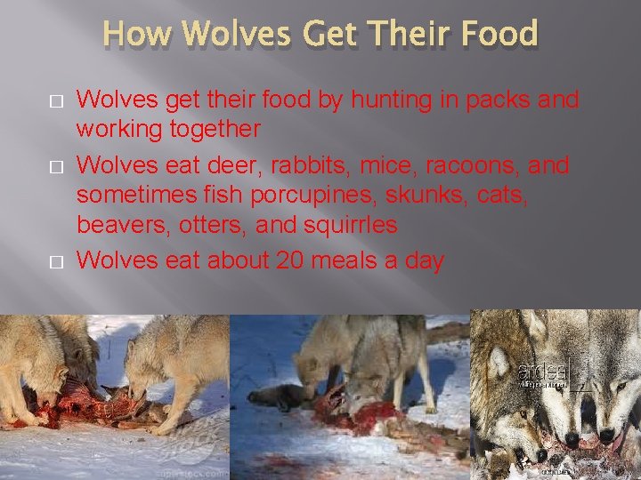 How Wolves Get Their Food � � � Wolves get their food by hunting
