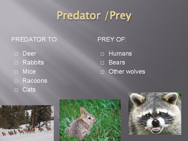 Predator /Prey PREDATOR TO: � � � Deer Rabbits Mice Racoons Cats PREY OF: