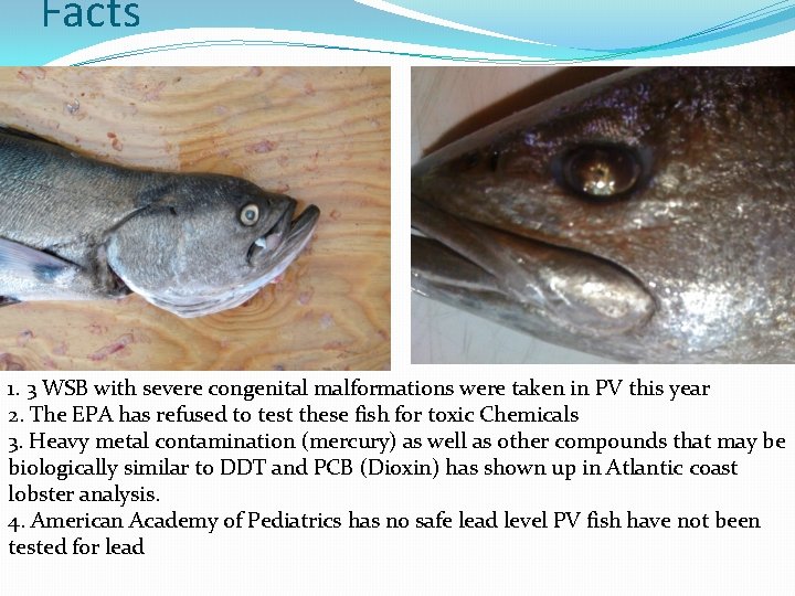 Facts 1. 3 WSB with severe congenital malformations were taken in PV this year