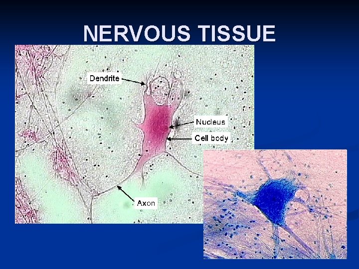 NERVOUS TISSUE 