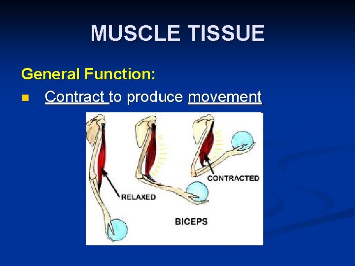 MUSCLE TISSUE General Function: n Contract to produce movement 