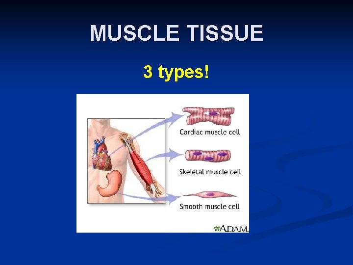 MUSCLE TISSUE 3 types! 