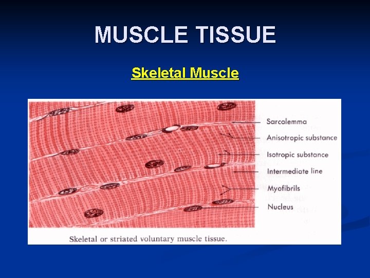 MUSCLE TISSUE Skeletal Muscle 