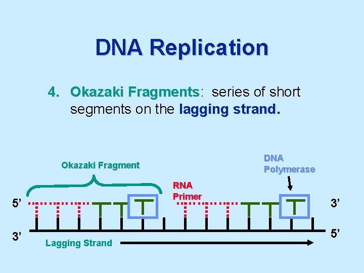 DNA Replication 4. Okazaki Fragments: Fragments series of short segments on the lagging strand.