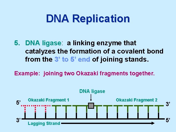 DNA Replication 5. DNA ligase: ligase a linking enzyme that catalyzes the formation of