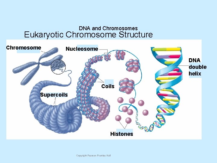 DNA and Chromosomes Eukaryotic Chromosome Structure Chromosome Nucleosome DNA double helix Coils Supercoils Histones
