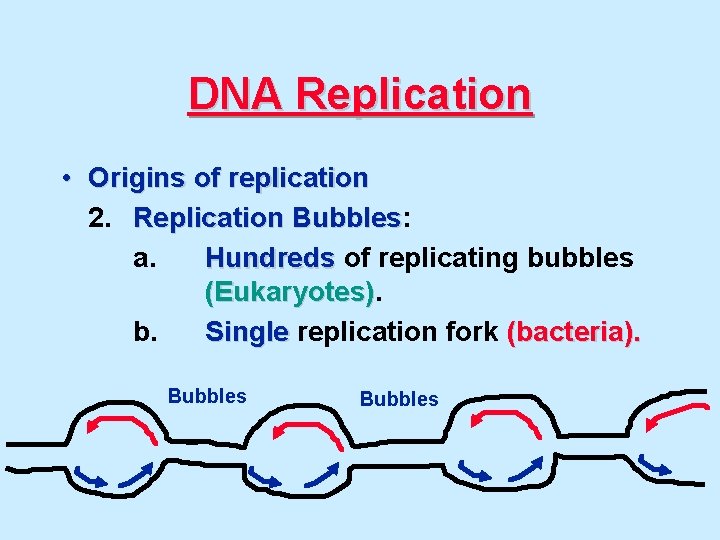 DNA Replication • Origins of replication 2. Replication Bubbles: Bubbles a. Hundreds of replicating